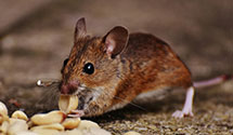 24 Hour & Emergency Exterminators in Sipes Mill, PA